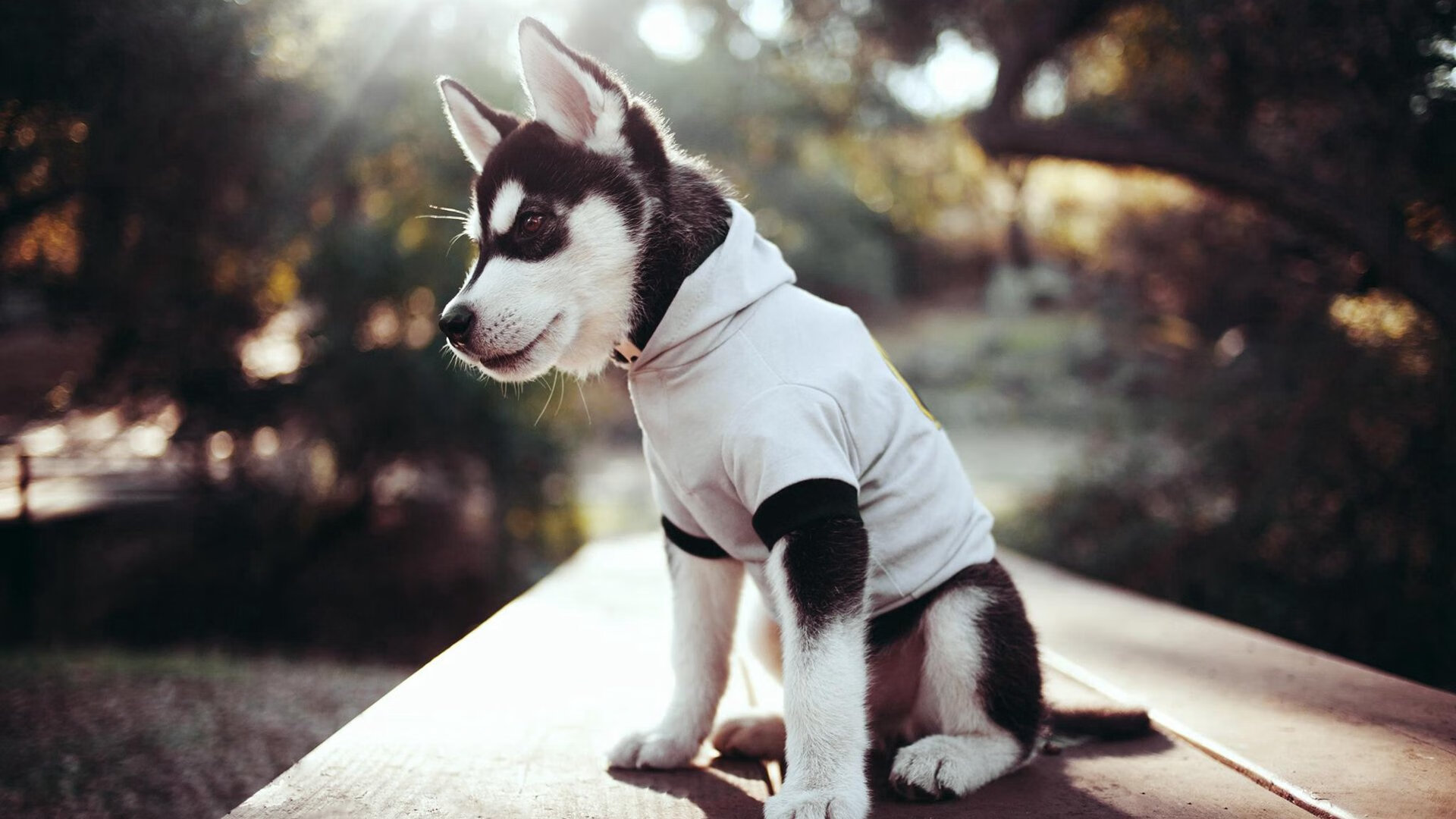 唯一性的证言，当广厦强压广东，奥运周期发出沉闷回响