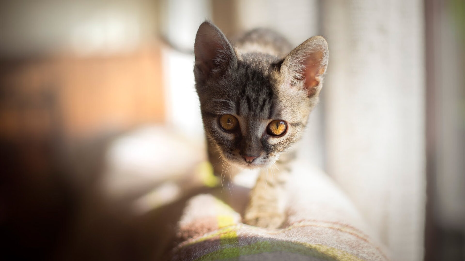 金字塔降临绿茵场，当法老的咒语掀翻斑马军团