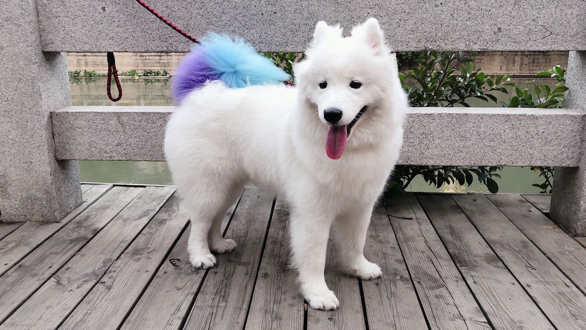 爱游戏-跨越次元的对决，当恩比德降临开拓者与国王之战