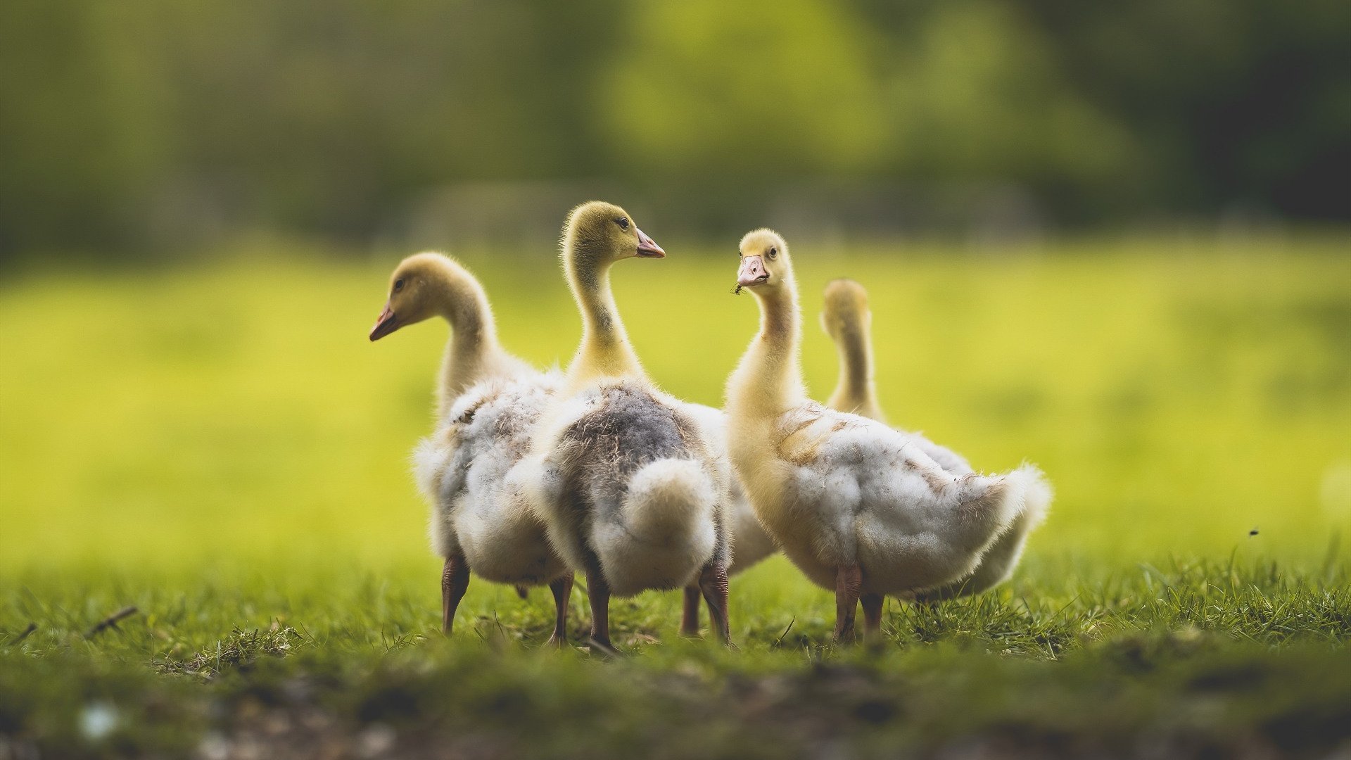 当欧冠决赛遇见后撤步,哈登的篮球哲学如何提前终结悬念