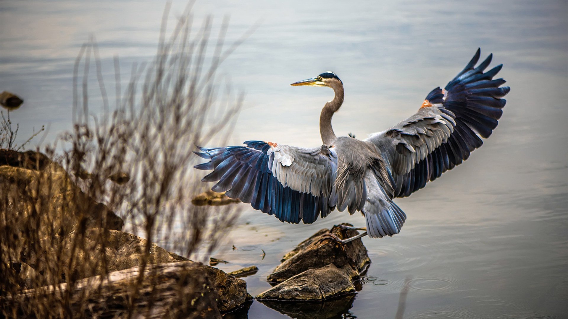沉默中爆发的武切维奇，与喧嚣中碾压的雄鹿