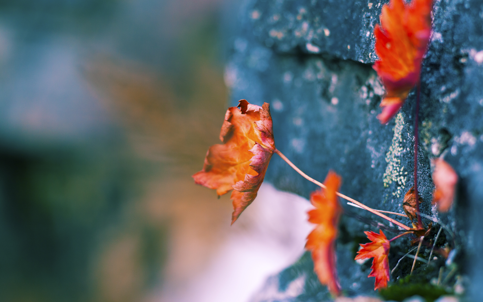 爱游戏tv-北非军团逆袭圣西罗，阿尔及利亚窒息式防守绞杀红黑军团，布鲁诺化身关键先生