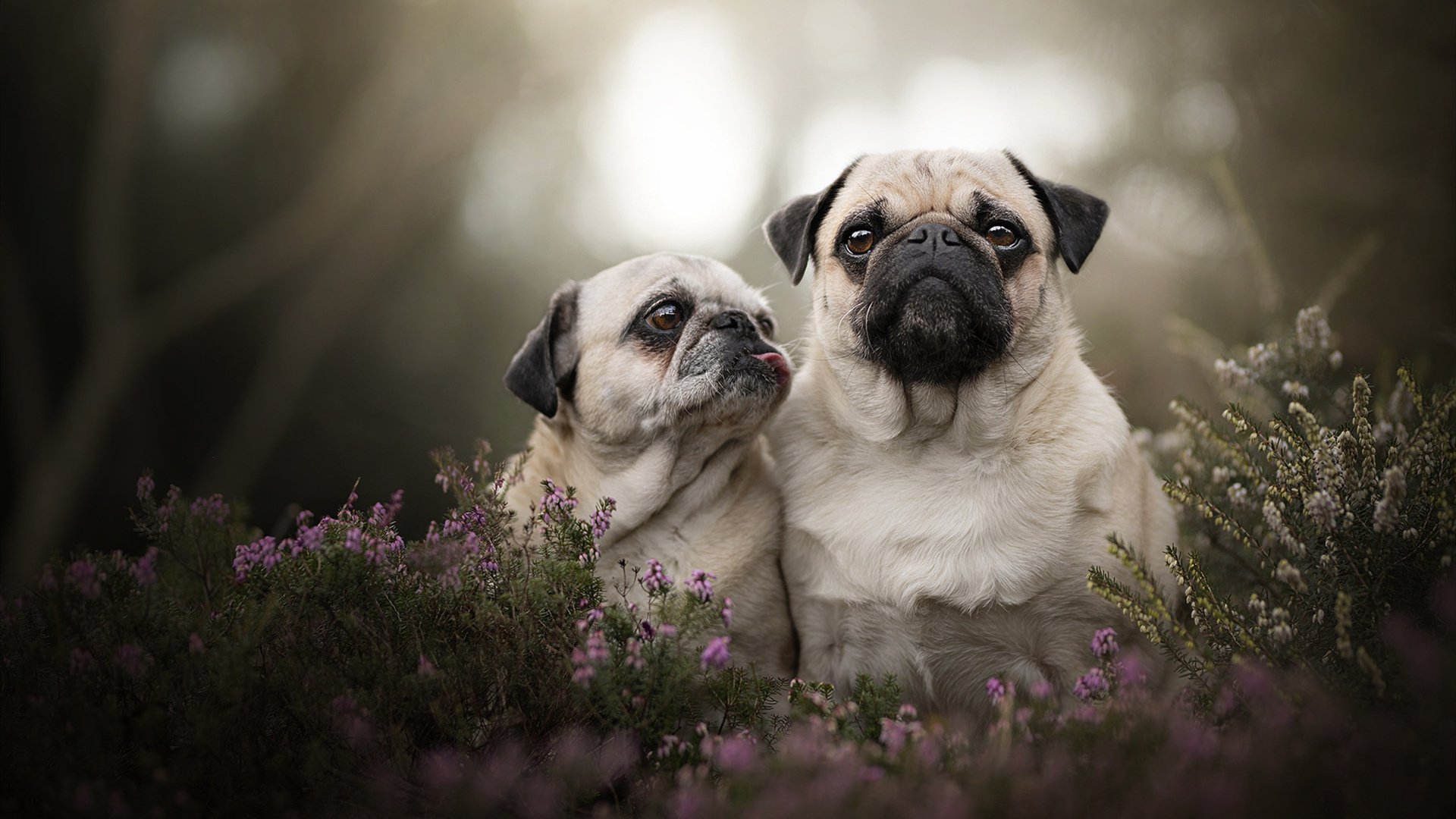 爱游戏APP-小贾伦书写唯一，统治级数据与骑士的得分压制如何定义比赛