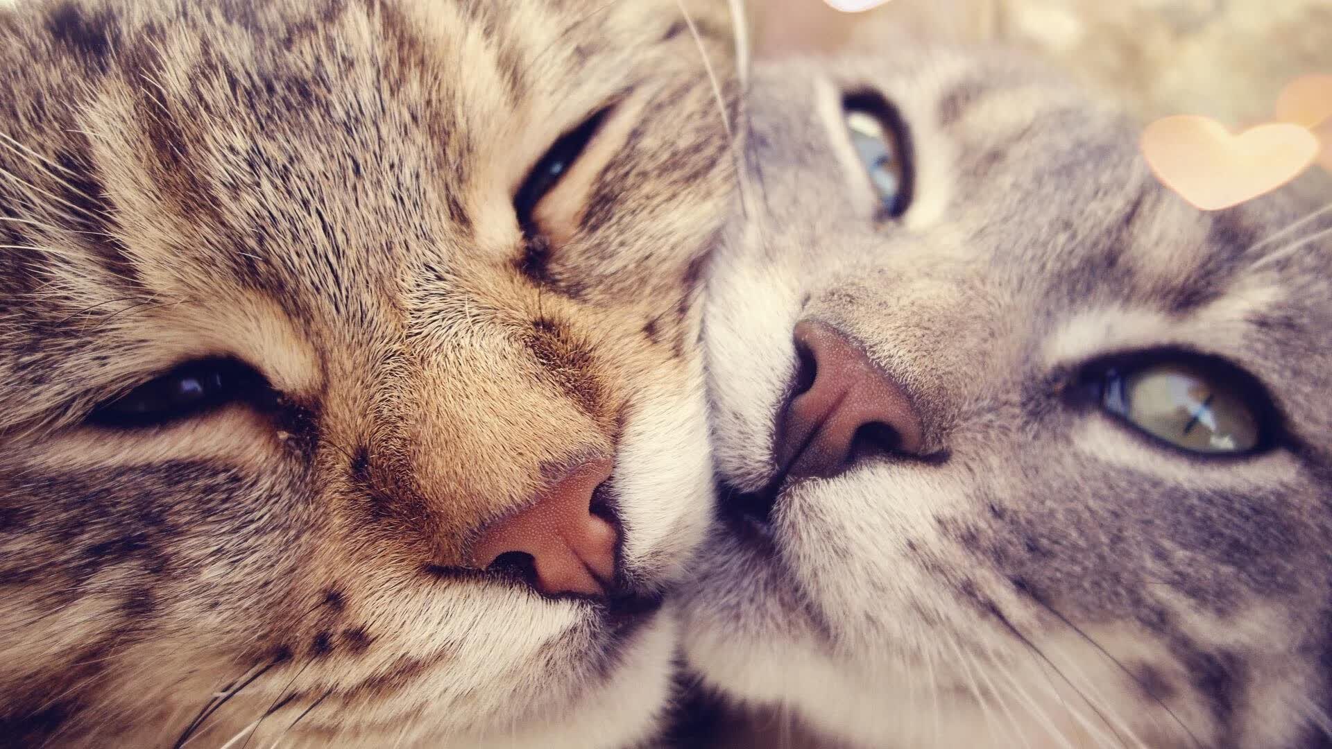 爱游戏在线-当预言破碎，2026世界杯D组，一场被颠覆的史诗与不老魔笛的绝唱