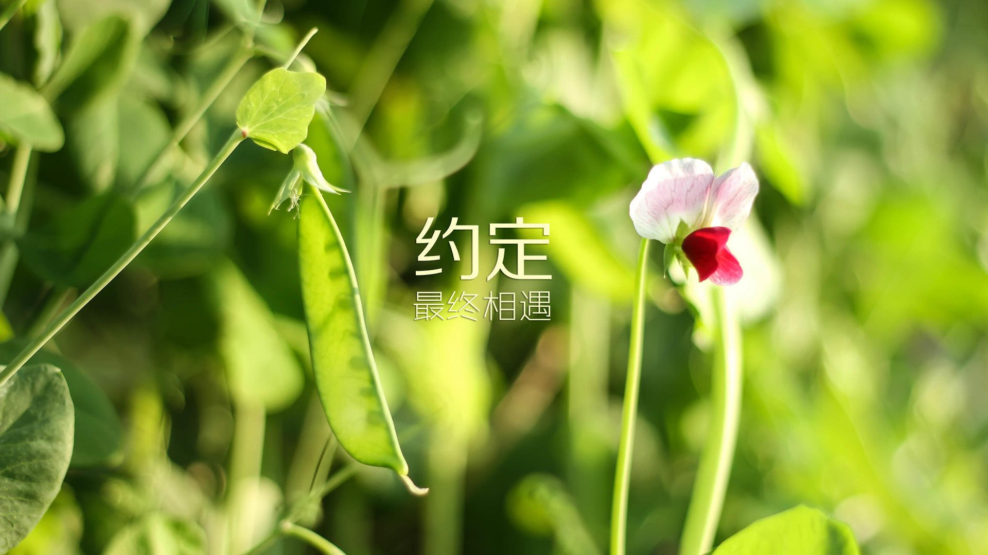 爱游戏大厅-绿茵孤勇，2026世界杯，捷克闪电战击穿越南，登贝莱独舞铸就唯一经典